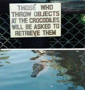 Funny Croc Sign 4
unknown creator
Keywords: crocodilian;crocodile;feral;solo;non-adult;humor