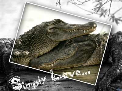 Simply Love...
unknown creator
Keywords: crocodilian;alligator;male;female;feral;M/F;romance;non-adult