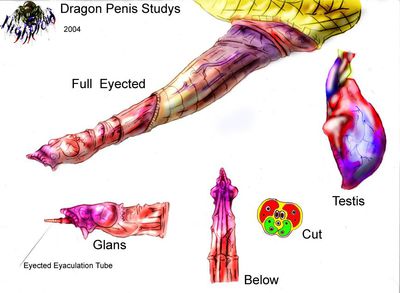 Dragon Penis Studies
unknown artist
Keywords: dragon;feral;male;solo;penis;closeup;reference