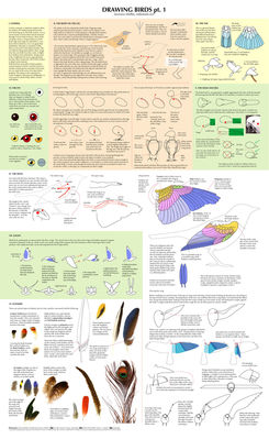 Drawing Birds (part 1)
art by majnouna
Keywords: avian;bird;feral;solo;reference;majnouna