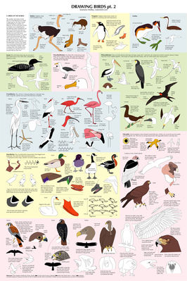 Drawing Birds (part 2)
art by majnouna
Keywords: avian;bird;feral;solo;reference;majnouna