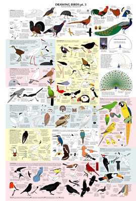 Drawing Birds (part 3)
art by majnouna
Keywords: avian;bird;feral;solo;reference;majnouna