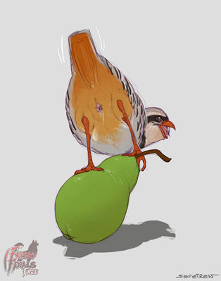 1 Partridge
art by sefeiren
Keywords: avian;bird;partridge;female;feral;solo;cloaca;spooge;sefeiren;frisky_ferals