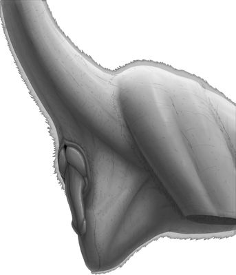 Male Raptor Anatomy
art by orbyss
Keywords: dinosaur;theropod;raptor;deinonychus;male;feral;solo;penis;orbyss