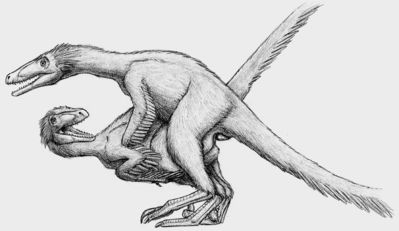 Dromeosaurids Copulating
art by orbyss
Keywords: dinosaur;theropod;raptor;deinonychus;male;female;feral;M/F;penis;from_behind;cloacal_penetration;orbyss