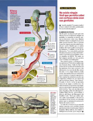 Tiranosaurio Sex 4
article by Vicente Fernandez
Keywords: dinosaur;sauropod;male;female;feral;M/F;cloaca;from_behind;internal;article;quo;magazine;vicente_fernandez