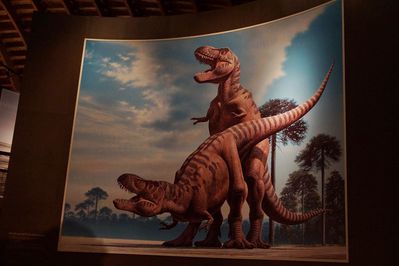 Tyrannosaurs Mating
art by raul_martin
Keywords: dinosaur;theropod;tyrannosaurus_rex;trex;male;female;feral;M/F;from_behind;museum;raul_martin