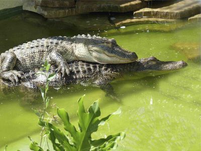 Mating Alligators
alligators mating
Keywords: crocodilian;alligator;male;female;feral;M/F;from_behind