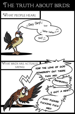 Bird Call
art by missmab
Keywords: comic;avian;bird;male;feral;solo;humor;missmab