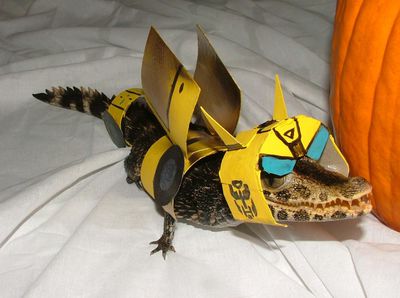 Caiman Bumblebee
unknown creator
Keywords: transformers;bumblebee;crocodilian;caiman;feral;humor;non-adult