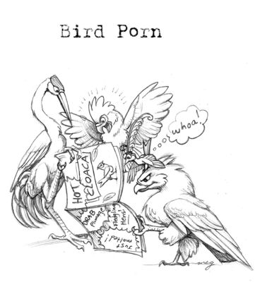 Bird Porn
art by dustmeat
Keywords: avian;bird;heron;eagle;parrot;male;feral;suggestive;humor;dustmeat