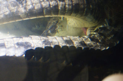 Crocodile Closeup 2
closeup of crocodiles mating underwater
Keywords: crocodilian;crocodile;male;female;feral;M/F;from_behind;penis;cloaca;closeup