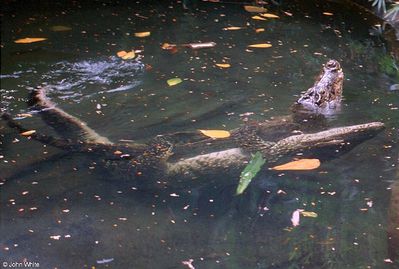 Crocodile Sex 2
crocodiles mating
Keywords: crocodilian;crocodile;male;female;feral;M/F;from_behind