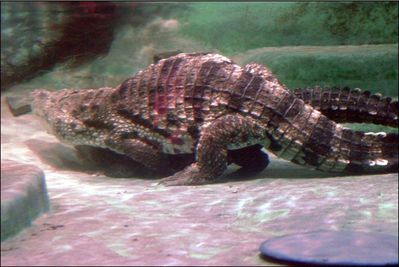 Crocodile Sex
crocodiles mating underwater
Keywords: crocodilian;crocodile;male;female;feral;M/F;from_behind