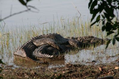 Mating Crocodiles
crocodiles mating
Keywords: crocodilian;crocodile;male;female;feral;M/F;from_behind