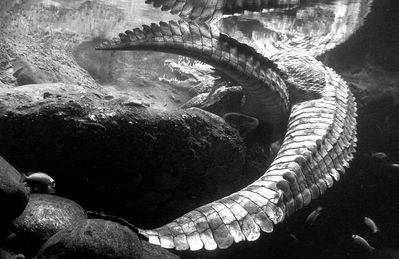 Crocodiles Mating
crocodiles mating underwater
Keywords: crocodilian;crocodile;male;female;feral;M/F;from_behind;penis;cloaca;cloacal_penetration;closeup
