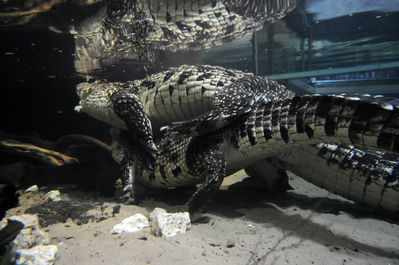 Mating Crocodiles 1
crocodiles mating underwater
Keywords: crocodilian;crocodile;male;female;feral;M/F;from_behind;closeup;penis;cloaca