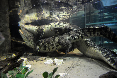 Mating Crocodiles 2
crocodiles mating underwater
Keywords: crocodilian;crocodile;male;female;feral;M/F;from_behind;closeup;penis;cloaca