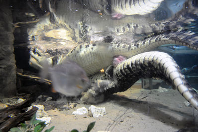 Mating Crocodiles 3
crocodiles mating underwater
Keywords: crocodilian;crocodile;male;female;feral;M/F;from_behind;closeup;penis;cloaca;cloacal_penetration