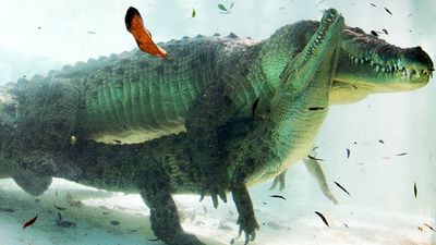 Crocodiles Mating Underwater
unknown creator
Keywords: crocodilian;crocodile;male;female;feral;M/F;from_behind