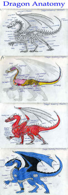 Dragon Anatomy
art by wyldfire7
Keywords: dragon;feral;solo;skeleton;reference;non-adult;wyldfire7