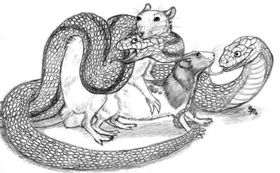 Coitus Interrupted
art by ebonytigress
Keywords: snake;furry;rodent;rat;male;female;feral;M/F;from_behind;ebonytigress