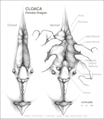 Anatomy Reference
art by ecmajor
Keywords: dragoness;female;feral;solo;vagina;closeup;spread;reference;ecmajor