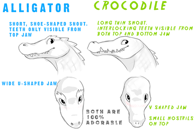 Crocs and Gators
art by fivel
Keywords: crocodilian;crocodile;alligator;feral;solo;reference;fivel