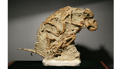Protoceratops Mating Fossil 3
may not be real
Keywords: dinosaur;ceratopsid;protoceratops;male;female;feral;M/F;from_behind;fossil;skeleton;museum