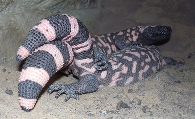 Mating Gila Monsters
gila monsters mating
Keywords: squamate;lizard;gila_monster;male;female;M/F;feral;from_behind;hemipenis;penis;closeup;cloaca;cloacal_penetration