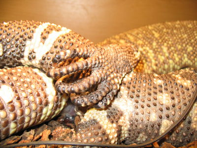 Gila Monster Sex
closeup of gila monsters mating
Keywords: squamate;lizard;gila_monster;male;female;M/F;feral;from_behind;hemipenis;penis;closeup;cloaca;cloacal_penetration