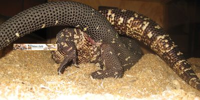 Gila Monster Mating 1
closeup of gila monsters mating
Keywords: squamate;lizard;gila_monster;male;female;M/F;feral;from_behind;hemipenis;penis;closeup;cloaca;cloacal_penetration