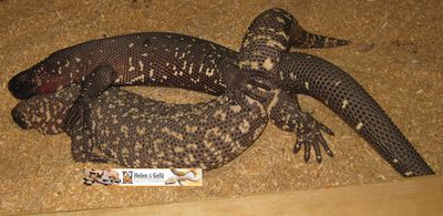 Gila Monster Mating 2
gila monsters mating
Keywords: squamate;lizard;gila_monster;male;female;M/F;feral;from_behind