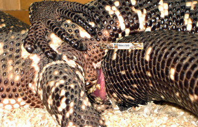 Gila Monster Mating 3
closeup of gila monsters mating
Keywords: squamate;lizard;gila_monster;male;female;M/F;feral;from_behind;hemipenis;penis;closeup;cloaca;cloacal_penetration