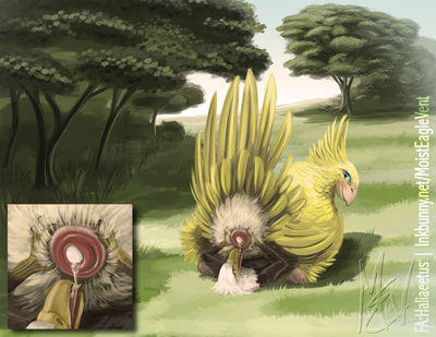 Egg On His Face
art by haliaeetus
Keywords: videogame;final_fantasy;bird;avian;chocobo;feral;female;eagle;anthro;male;M/F;69;cloaca;egg;oviposition;oral;spooge;haliaeetus