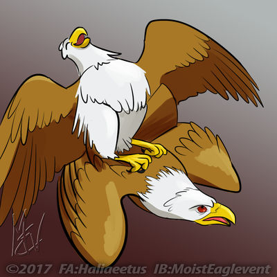 Marahute Mating
art by haliaeetus
Keywords: cartoon;rescuers_down_under;bird;avian;eagle;marahute;male;female;feral;M/F;from_behind;haliaeetus
