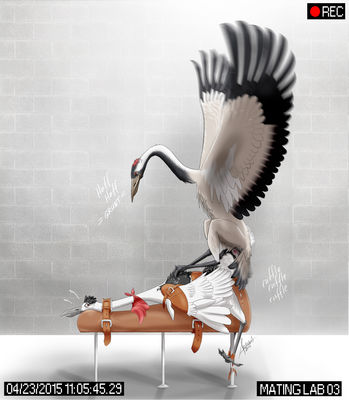 Mating Lab
art by haliaeetus
Keywords: avian;bird;crane;feral;male;M/M;from_behind;cloacal_penetration;bondage;haliaeetus