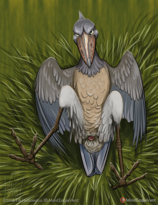 Slutty Shoebill
art by haliaeetus
Keywords: bird;avian;shoebill;female;feral;solo;cloaca;presenting;haliaeetus