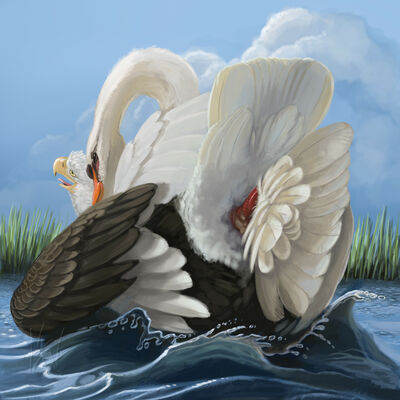 Swan on Eagle
art by haliaeetus
Keywords: avian;bird;eagle;swan;male;feral;M/M;penis;from_behind;cloacal_penetration;spooge;haliaeetus