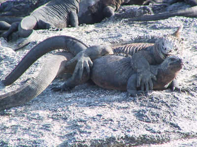 Mating Marine Iguanas
marine iguanas mating
Keywords: squamate;lizard;iguana;marine_iguana;male;female;M/F;feral;from_behind