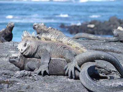 Marine Iguana Mating
marine iguanas mating
Keywords: squamate;lizard;iguana;marine_iguana;male;female;M/F;feral;from_behind