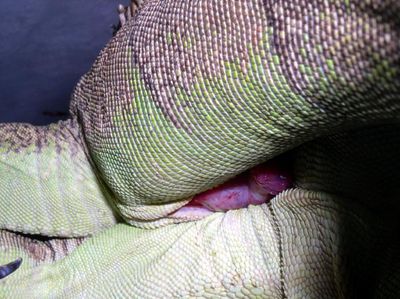 Closeup of Iguana Sex
closeup of iguanas mating
Keywords: squamate;lizard;iguana;male;female;M/F;feral;from_behind;hemipenis;penis;cloaca;cloacal_penetration;closeup