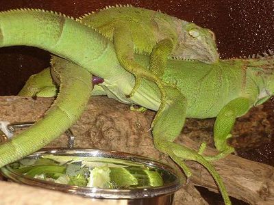 Mating of Iguanas
mating iguanas
Keywords: squamate;lizard;iguana;male;female;M/F;feral;from_behind;penis;hemipenis;cloaca;cloacal_penetration