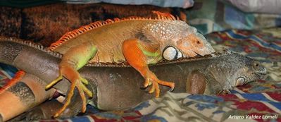 Iguanas Mating
mating iguanas
Keywords: squamate;lizard;iguana;male;female;M/F;feral;from_behind;penis;hemipenis;cloaca;cloacal_penetration