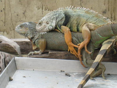 Iguana Sex
mating iguanas
Keywords: squamate;lizard;iguana;male;female;M/F;feral;from_behind;penis;hemipenis;cloaca;cloacal_penetration