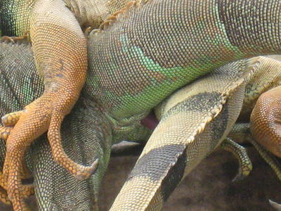 Iguana Sex Closeup
mating iguanas
Keywords: squamate;lizard;iguana;male;female;M/F;feral;from_behind;penis;hemipenis;closeup;cloaca;cloacal_penetration