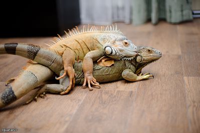 Mating Iguanas 4
mating iguanas
Keywords: squamate;lizard;iguana;male;female;M/F;feral;from_behind;penis;hemipenis;cloaca;cloacal_penetration