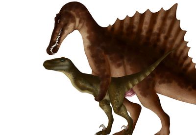 Spinosaurus and Utahraptor Mating
art by kaliber
Keywords: dinosaur;theropod;spinosaurus;raptor;utahraptor;male;female;feral;M/F;penis;from_behind;cloacal_penetration;kaliber