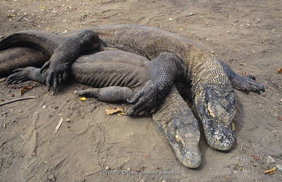 Komodo Dragon Sex
komodo dragons mating
Keywords: squamate;lizard;monitor_lizard;komodo_dragon;male;female;feral;M/F;from_behind