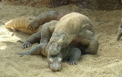 Komodos Mating
komodo dragons mating
Keywords: squamate;lizard;monitor_lizard;komodo_dragon;male;female;feral;M/F;from_behind